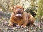 Ein Traumhafter Bordeaux Doggen Deckrüde voll Untersucht kerngesund steht geeign
