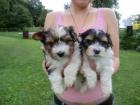 Super Liebevolle Biewer Yorkshire Terrier Welpen